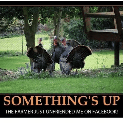 somethings-up-the-farmer-just-unfriended-me-on-facebook-29153364.png