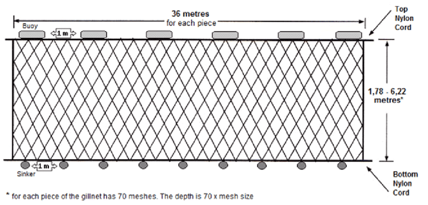 The-illustration-of-the-gillnet-used-in-sampling.png