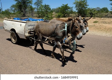 three-donkeys-pulling-cart-laden-260nw-1684959991.jpg