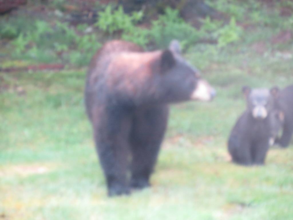 tires and bears 020.JPG