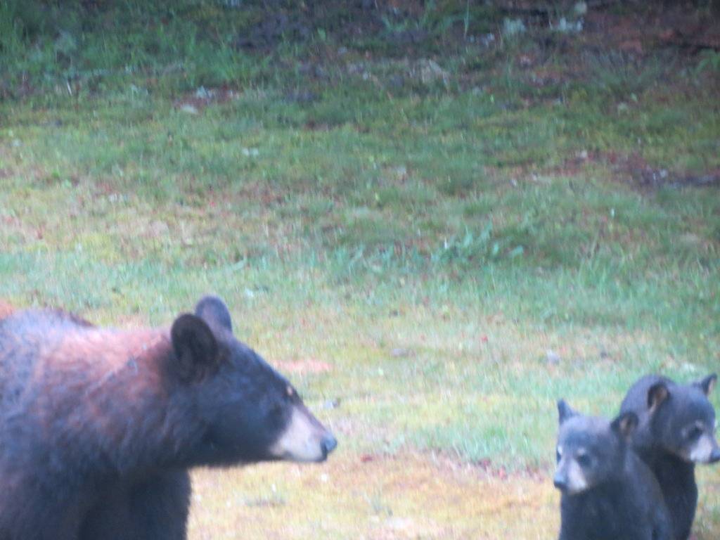 tires and bears 021.JPG