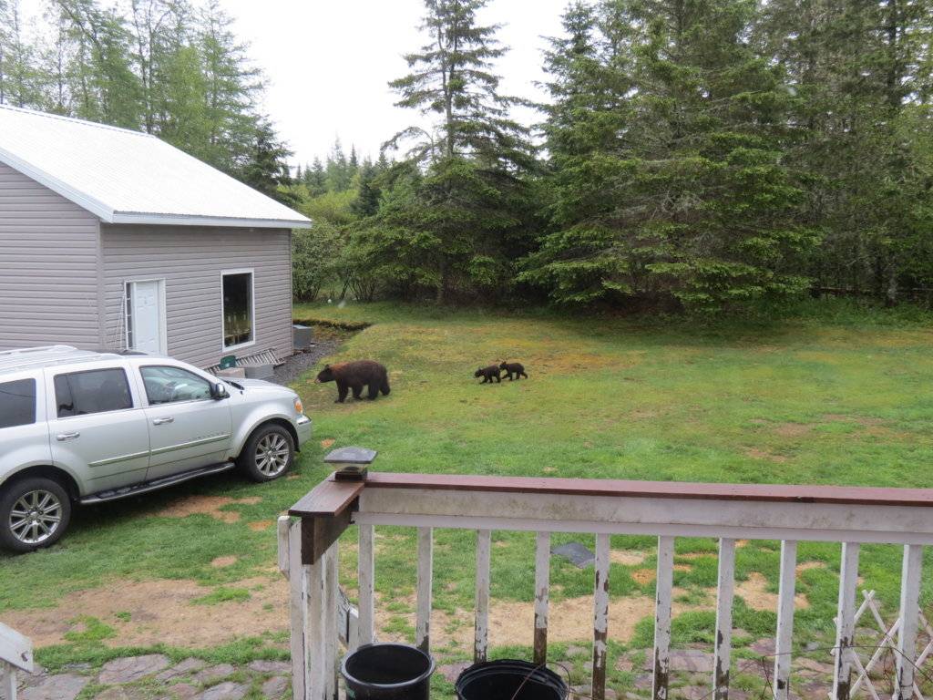 tires and bears 022.JPG