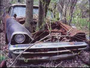 tree-through-car.jpg