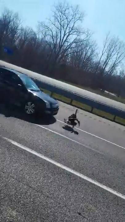 Turkey broke into my truck (For licensing and usage, contact licensingviralhog.com)_00_01_01_01.jpg
