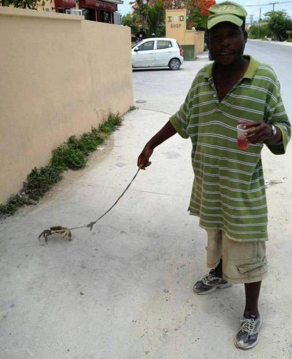 Walking-your-pet-crab.jpg