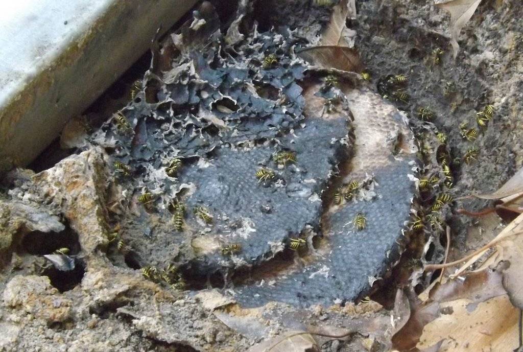 wasp nest1.jpg