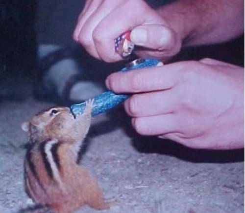 weed chipmonk.jpg