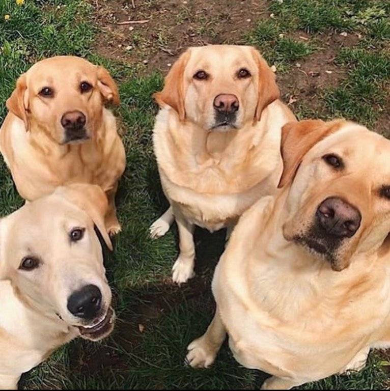 yellow labs.jpg