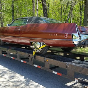 little red coming home.jpg