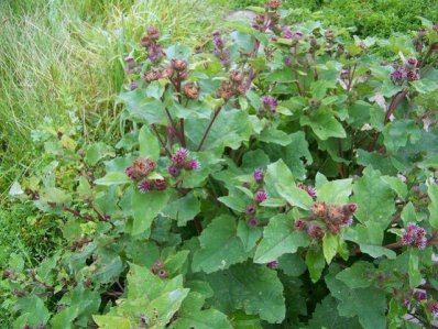 burdock.jpg