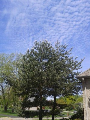 Front Spring 2 - 2015.jpg Front Spring 2 - 2015.jpg