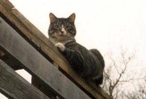 Spike 1998.jpg Spike 1998.jpg