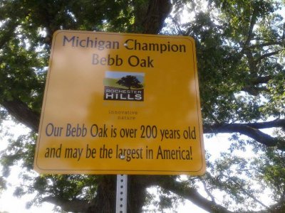 Bebb Oak 5.jpg