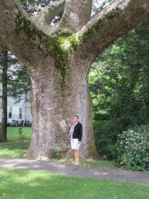 big tree 003.jpg