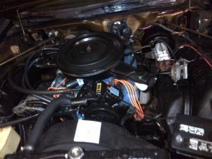 Bloom-20130311-00485.jpg Bloom-20130311-00485.jpg