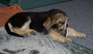 Ozzy Sept 2003 (8).jpg Ozzy Sept 2003 (8).jpg