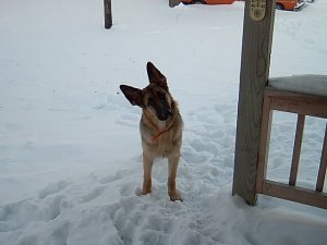 Ozzy 6 months.JPG Ozzy 6 months.JPG