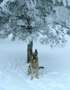 Oz Dec 07.jpg Oz Dec 07.jpg