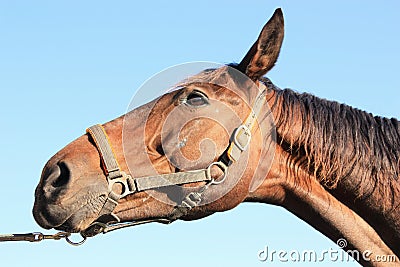 horse-head-leash-closeup-view-expressive-profile-34125502.jpg