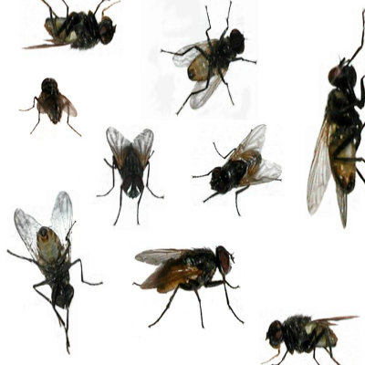 Flies-in-the-House.jpg